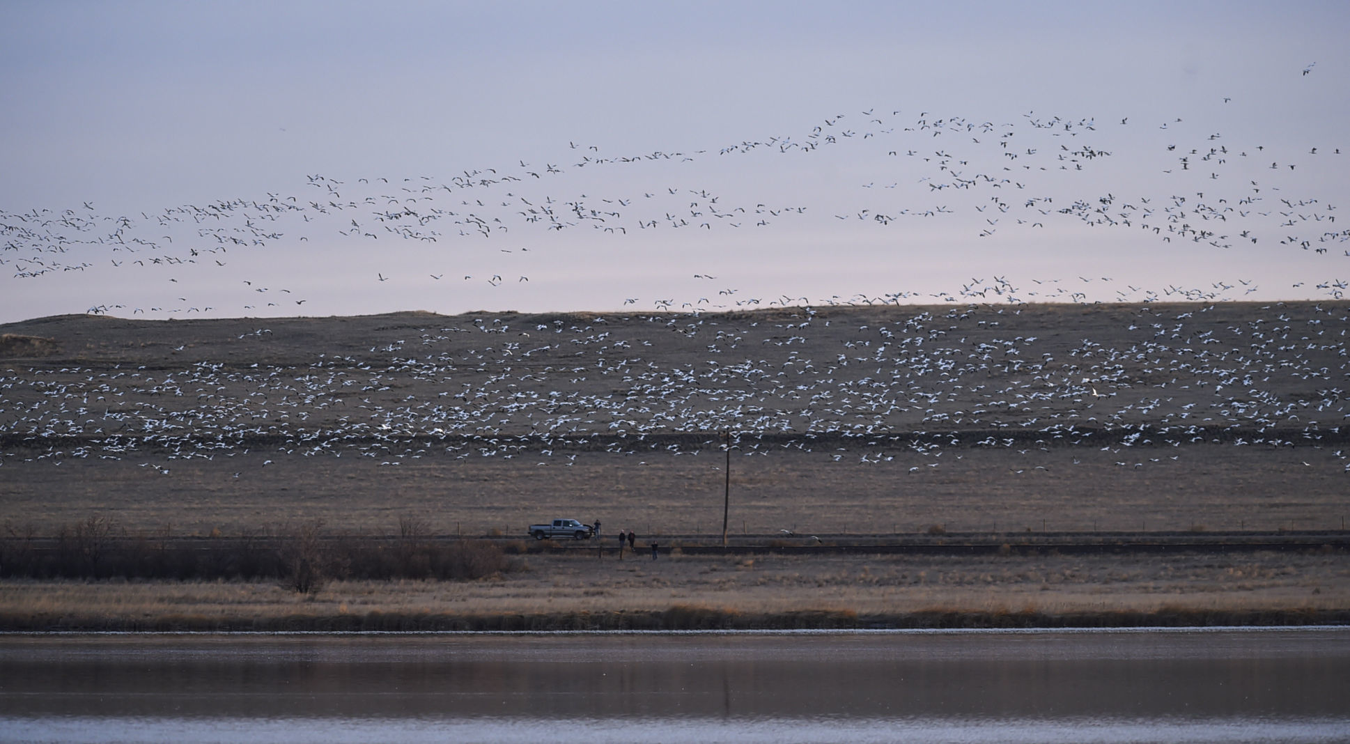 Freezout Lake Snow Goose Migration